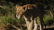 Caught on Safari show