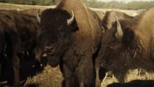 American Buffalo: Battling Back show