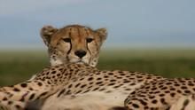 Cheetah - Against All Odds show
