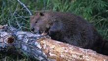 Dam Beavers show