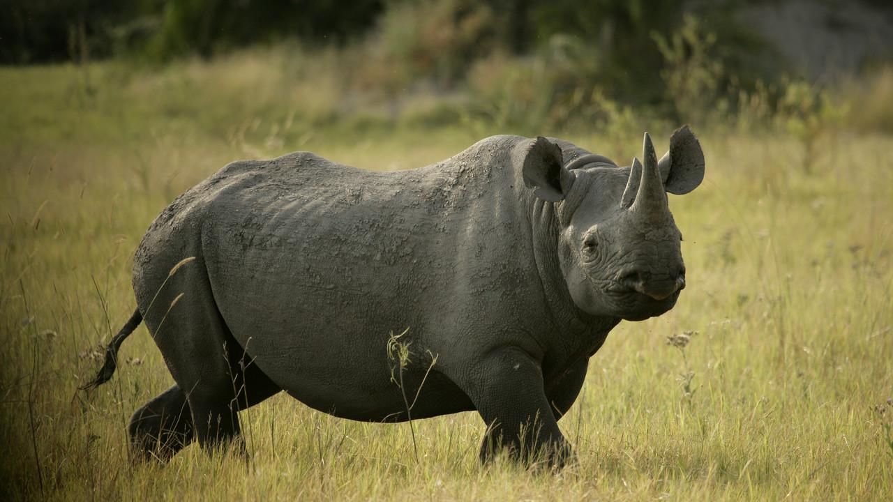 Forgotten Rhino - National Geographic Channel - Asia