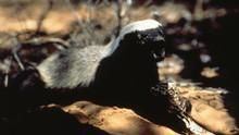 Honey Badger: The Meanest Animal in the World show