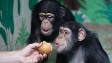 Human Ape show