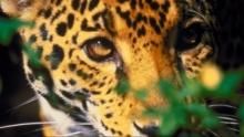 Attack of Big Cats show