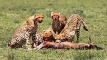 Cheetah Fatal Instinct show