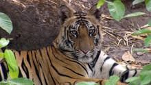 Last Maneater: Killer Tigers of India show