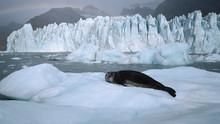 Leopard Seal - Lords of the Ice show
