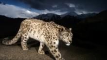 Snow Leopard of Afghanistan show