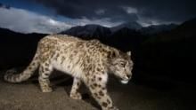 阿富汗的雪豹 Snow Leopard of Afghanistan 節目