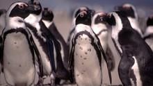 Penguin Death Zone show