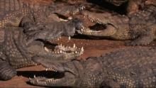 Crocs in the act! show