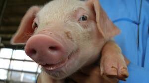 Super Pigs - National Geographic Channel - Asia