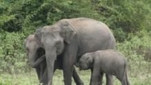 The Great Elephant Gathering show