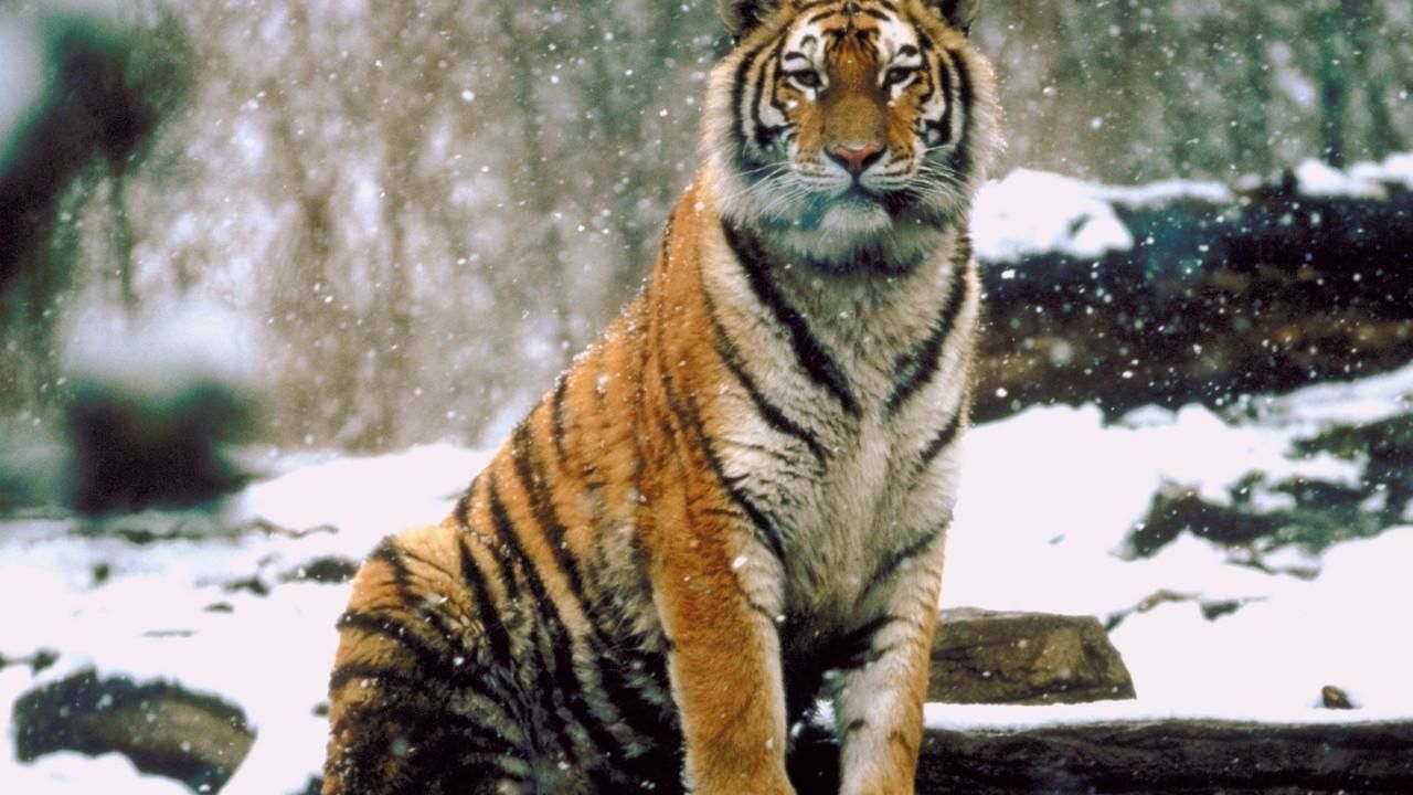 World's Deadliest Animals - National Geographic Channel - Asia