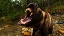 20 Animals That Will Kill You show