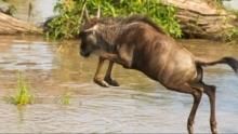 Africa's Blood River show