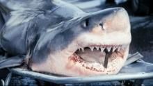 Australia's Deadliest: Shark Coast show
