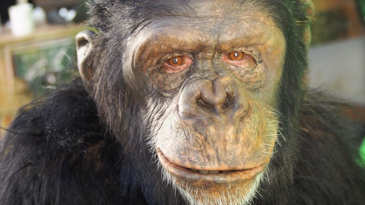           猿始人ape man