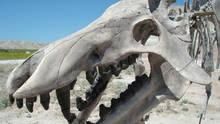 Prehistoric Predators show