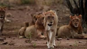 Lion Army