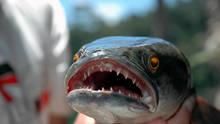 Fishzilla: Snakehead Invasion show