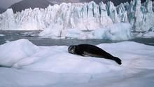 冰上霸主 Leopard Seal - Lords Of The Ice 節目