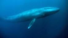 大藍鯨  Big Blue 節目