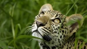 花豹之眼 Eye of the Leopard
