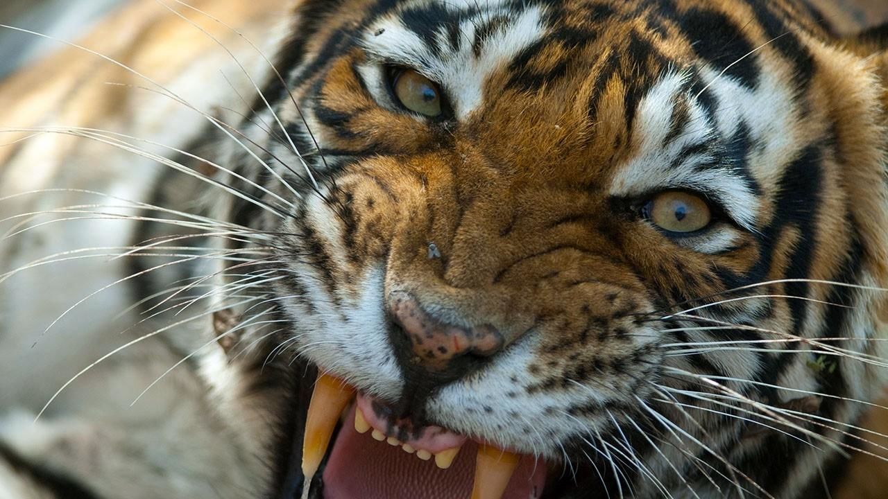 Tiger's Revenge - National Geographic Channel - Canada