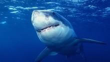 大白鯊終極檔案 Ultimate Shark 節目