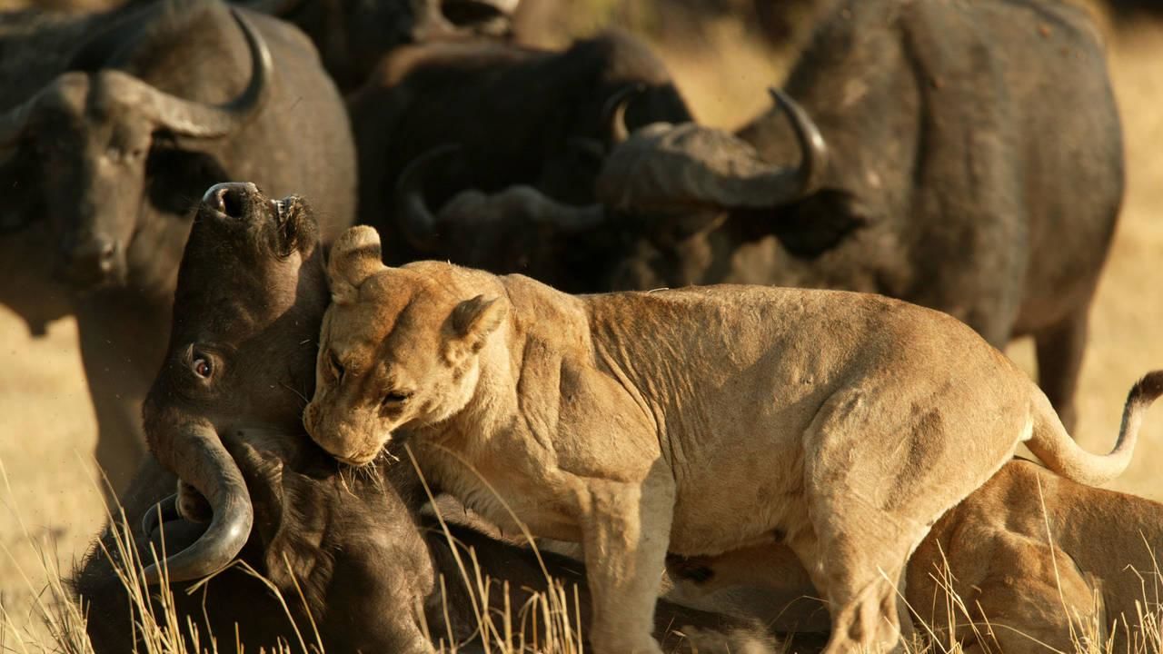 Ja Afgørelse mølle About Relentless Enemies Show - National Geographic Channel - Sub-Saharan  Africa