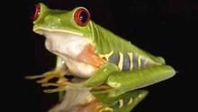 青蛙滅絕危機 Frogs: The Thin Green Line 節目
