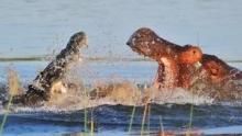 Hippo Vs Croc show