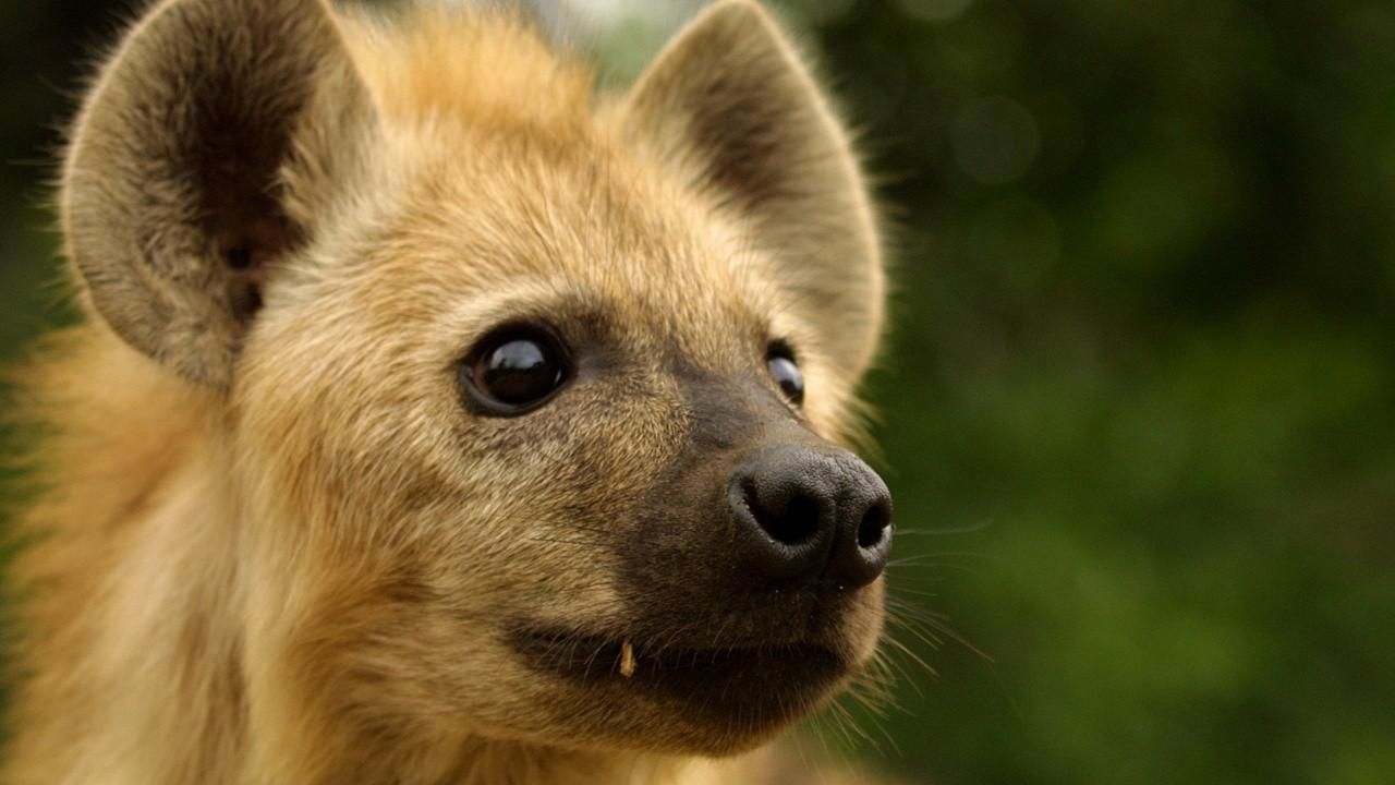 鬣狗女王 Hyena Queen - National Geographic Channel - 香港