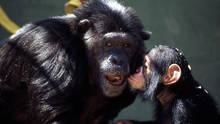 黑猩猩日記 Chimp Diaries 節目