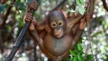 Orangutan Rescue show