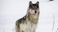 Wild Yellowstone: She Wolf show
