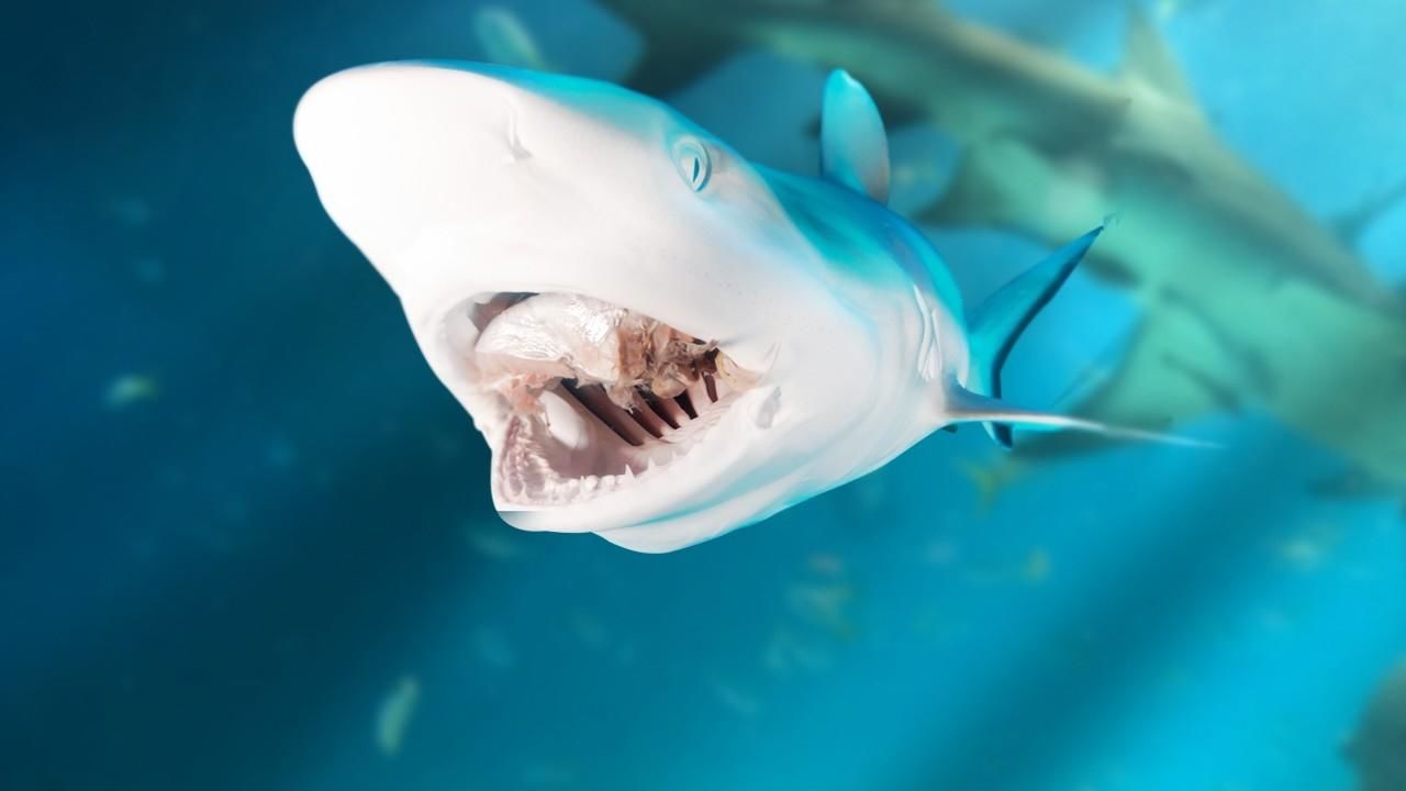 https://assets-natgeotv.fnghub.com/Shows/37581.jpg