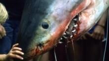 Why Sharks Attack show