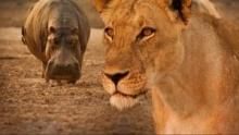 Turf War: Lions and Hippos show