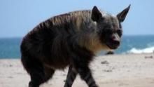 Hyena Coast show