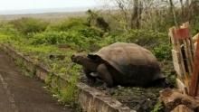 Access 360°: Galapagos show