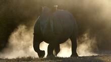 拯救犀牛 Rhino Rescue 節目