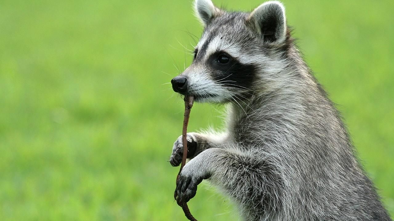 Raccoon Backyard Bandit National Geographic Channel Danmark