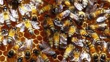 亞洲真風貌: 蜜蜂戰士 Warrior Bees 節目