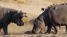 河馬真面目 Hippos: Africa's River Beast 節目