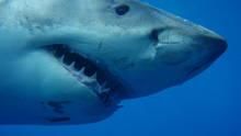 Shark Nicole show