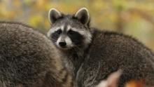Raccoon: Backyard Bandit show