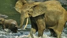加彭: 生態樂園 Gabon: Triumph Of The Wild 節目