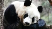 大貓熊 Giant Panda 節目